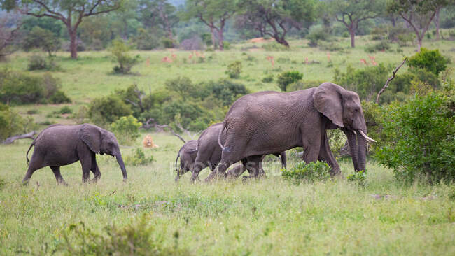 Стадо слонів, Loxodontaafricana, йшло повз лева Panthera leo.. — стокове фото
