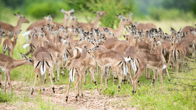 Una manada de impalas, Aepyceros melampus, sobre un fondo verde. - foto de stock