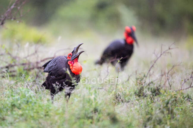 Hornbills solo sul, Bucorvus leadbeateri, encontrar comida na grama — Fotografia de Stock
