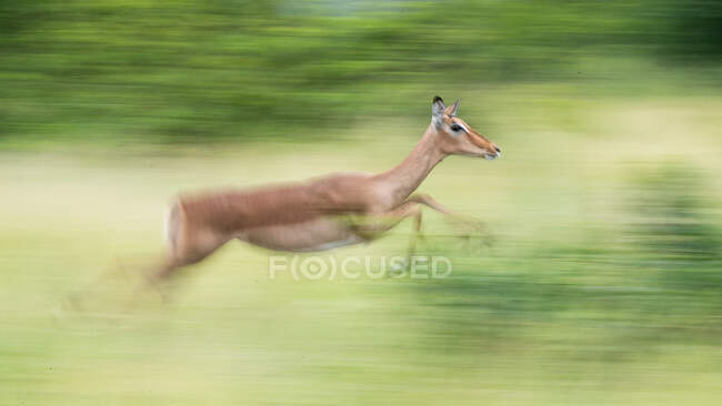 Bewegungsunschärfe eines Impalas, Aepyceros melampus, der durch Gras läuft. — Stockfoto