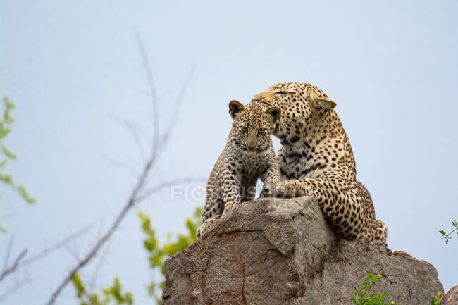 Леопард і його малюк, Пантера Пардус, лежачи на скелі.. — стокове фото