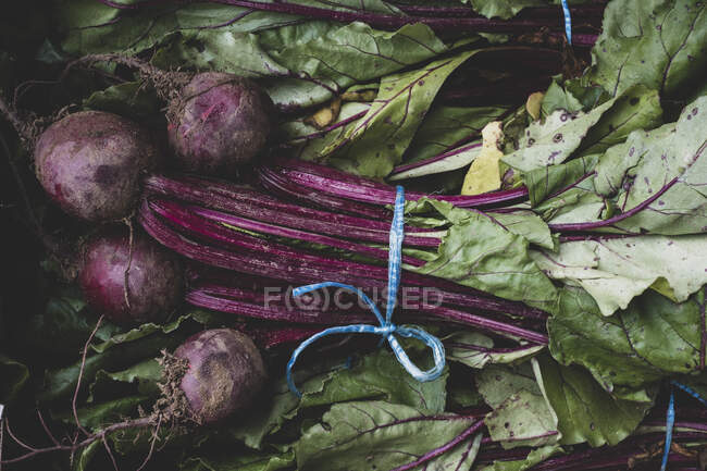 High angle close up of bunches of freshly picked beetroots. — Stock Photo