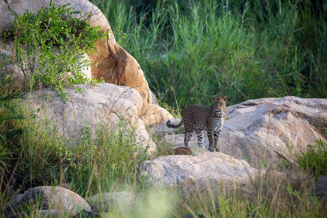 Ein Leopard, Panthera pardus, läuft über ein paar Felsbrocken in einem Flussbett, im Hintergrund Grün. — Stockfoto