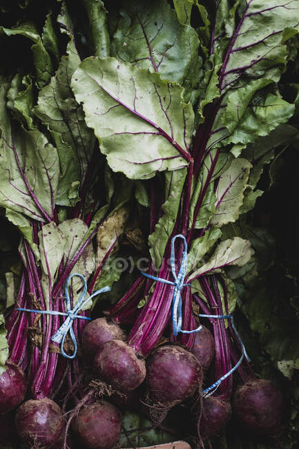 High angle close up of bunches of freshly picked beetroot. — Stock Photo
