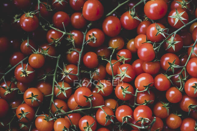 Alto angolo da vicino di pomodori appena raccolti sulla vite. — Foto stock