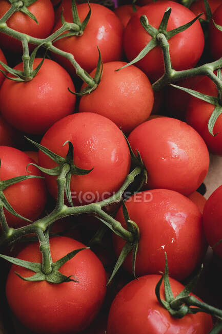 High angle close up of freshly picked tomatoes on the vine. — Stock Photo