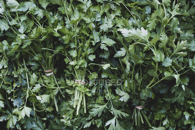 Hohe Nahaufnahme von Trauben frisch gepflückter Flachblatt-Petersilie. — Stockfoto