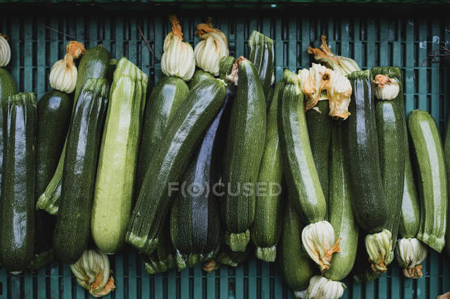 High angle close up of freshly picked courgettes. — Stock Photo
