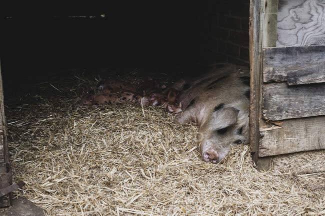 Gloucester Old Spot sow and piglets lying on straw in a sty. — Stock Photo
