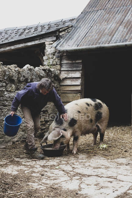 Woman stroking Gloucester Old Spot sow outside a sty, feeding from bowl. — Stock Photo