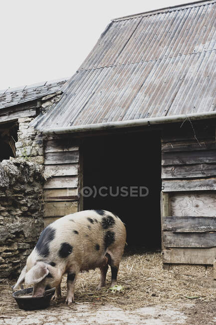 Gloucester Old Spot sow outside a sty, feeding from bowl. — Stock Photo