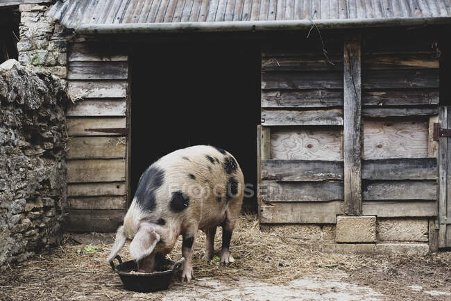 Gloucester Old Spot sow outside a sty, feeding from bowl. — Stock Photo
