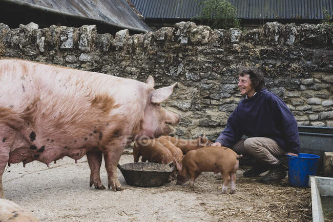 Frau füttert Tamworth-Sauen und Ferkel auf einem Bauernhof. — Stockfoto