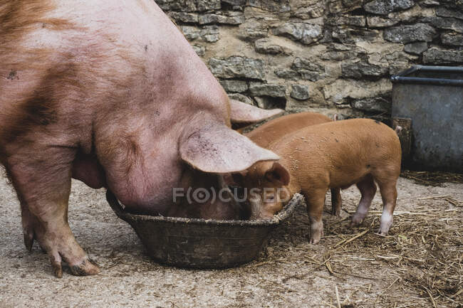 Tamworth scrofa e due maialini che si nutrono da una ciotola. — Foto stock