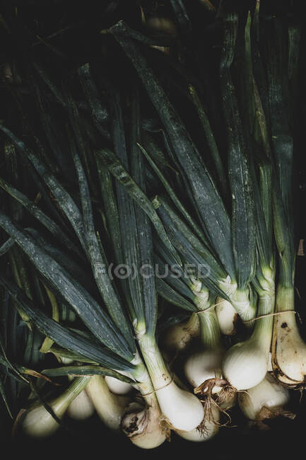 Gros plan à angle élevé d'oignons blancs fraîchement cueillis. — Photo de stock