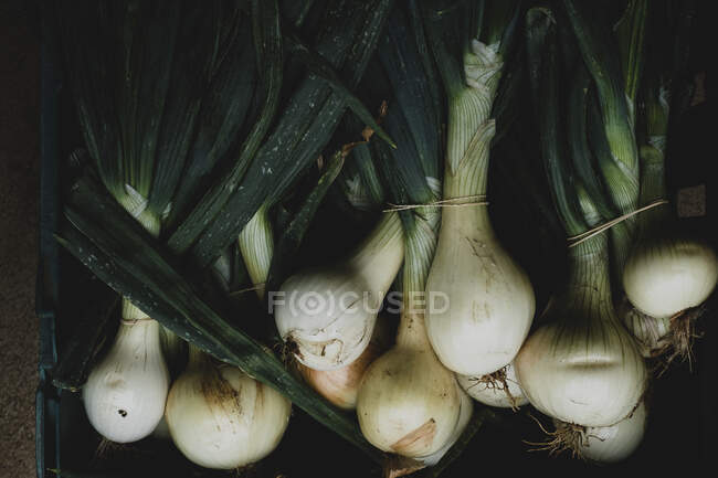 High angle close up of freshly picked white onions. — Stock Photo