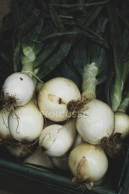 Hohe Nahaufnahme von frisch gepflückten weißen Zwiebeln. — Stockfoto