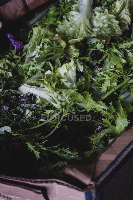 High angle close up of freshly picked green lettuce leaves. — Stock Photo