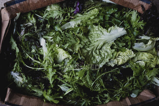 Высокий угол сближения свежесобранных листьев зеленого салата. — стоковое фото