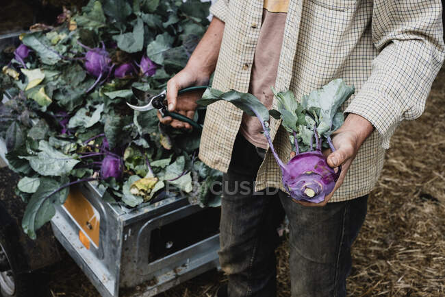 Высокий угол крупным планом фермер держит только что собранный фиолетовый кольраби. — стоковое фото