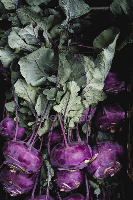 High angle close up of freshly picked purple kohlrabi. — Stock Photo