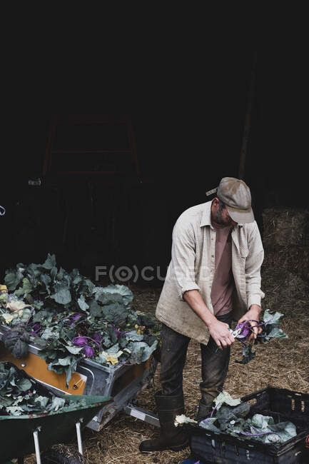 Farmer cutting leaves of freshly picked purple kohlrabi. — Stock Photo