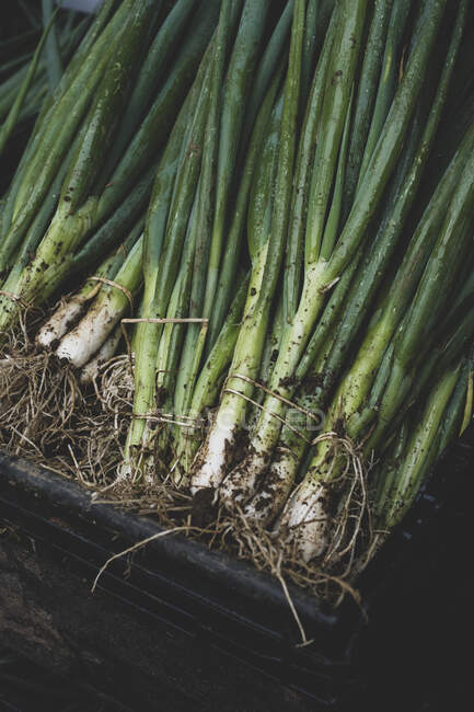 High angle close up of bunches of freshly picked spring onions. — Stock Photo