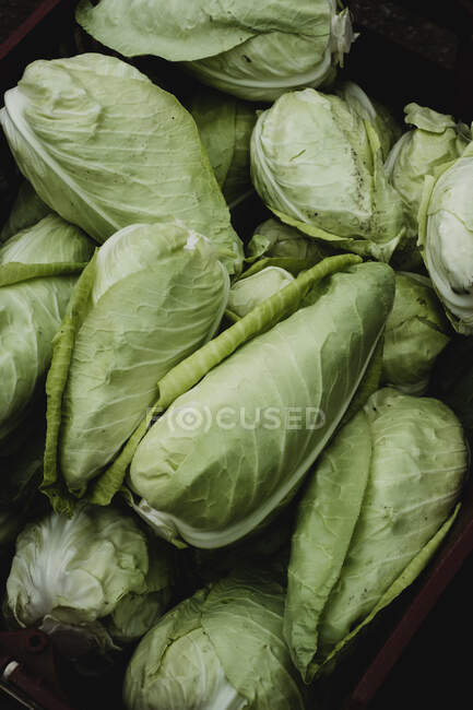 High angle close up of freshly picked Hispi cabbages. — Stock Photo