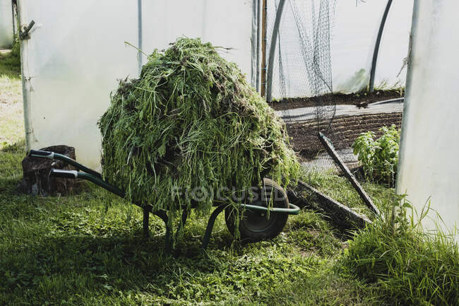 Un mucchio di talee vegetali su una carriola in un tunnel di poli. — Foto stock