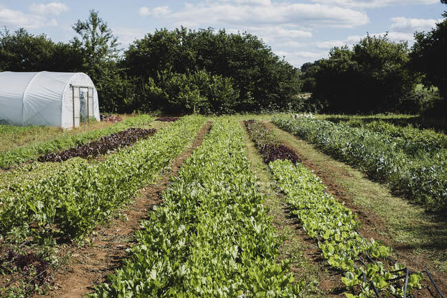 View along rows of vegetables in a field, poly tunnel in background. — Stock Photo