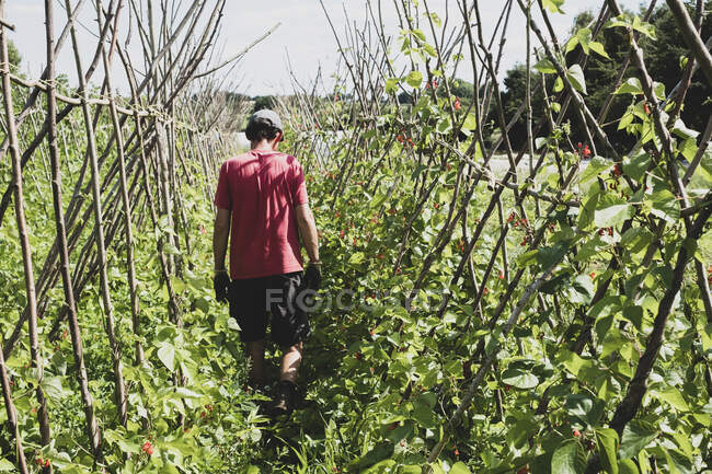 Rear view of farmer walking along rows of runner beans. — Stock Photo