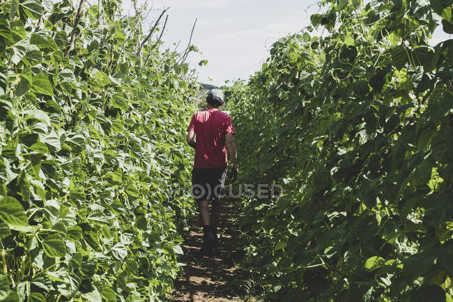 Rear view of farmer walking along rows of runner beans. — Stock Photo