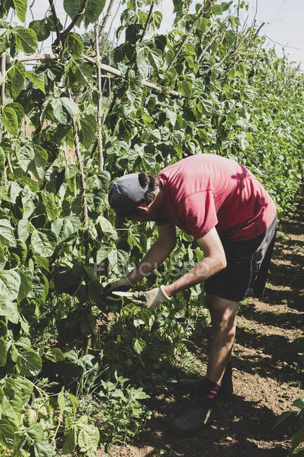 Farmer harvesting runner beans. — Stock Photo