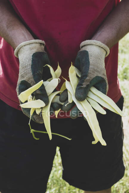 Primer plano del agricultor que usa guantes de jardinería, sosteniendo frijoles corredor amarillos recién recogidos. - foto de stock