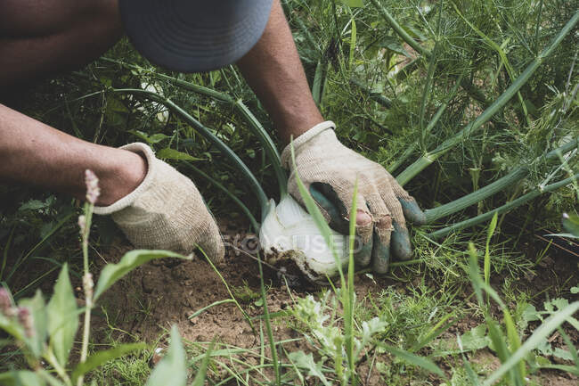 High angle close up of farmer harvesting fennel. — Stock Photo