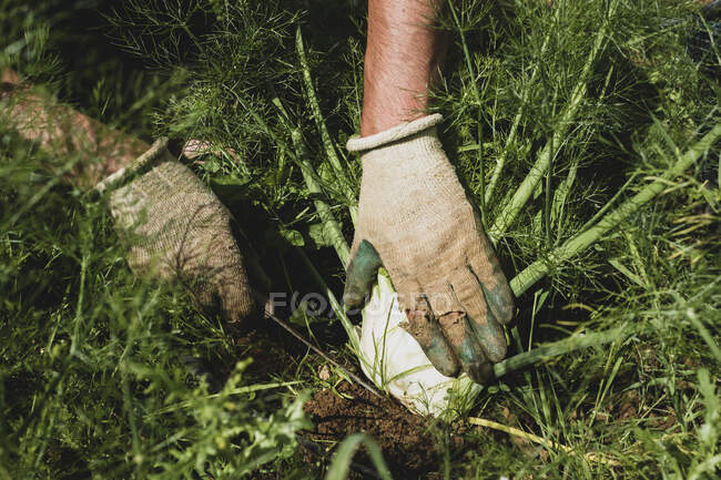 Großaufnahme vom Bauern beim Ernten des Fenchels. — Stockfoto