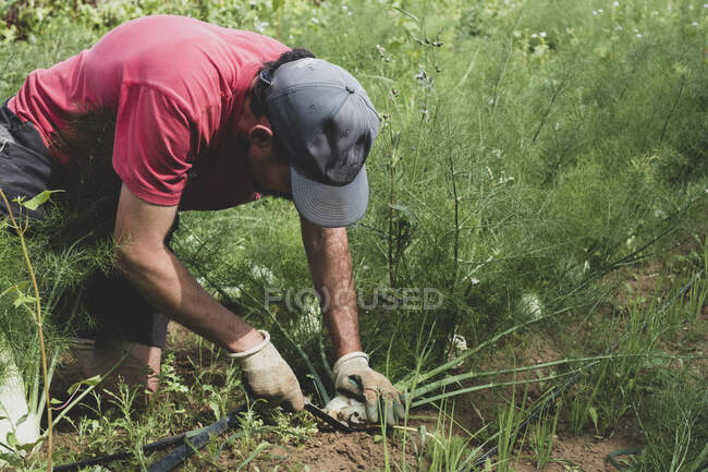 Agricultor ajoelhado em um campo, colhendo funcho. — Fotografia de Stock