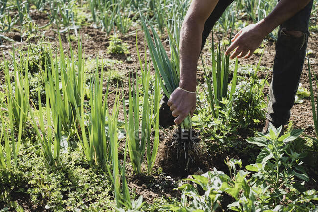 Fermier debout dans un champ récoltant des oignons de printemps. — Photo de stock