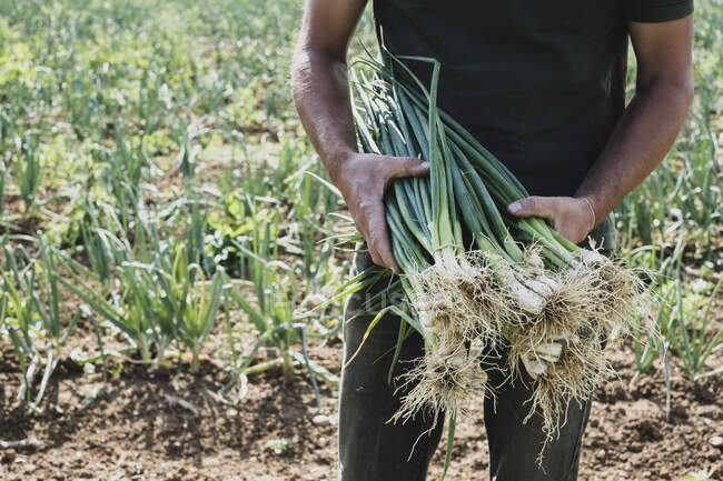 Фермер стоит в поле, держа свежесобранный весенний лук. — стоковое фото