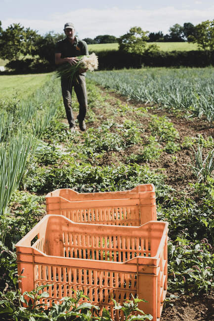 Fermier marchant dans un champ, portant des oignons de printemps fraîchement cueillis. — Photo de stock