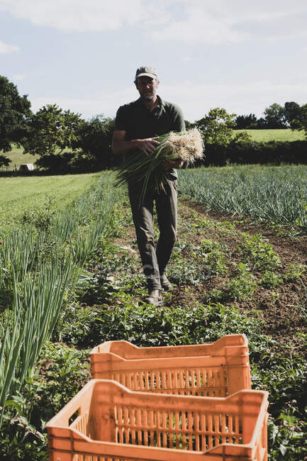 Farmer walking in a field, carrying freshly picked spring onions. — Stock Photo