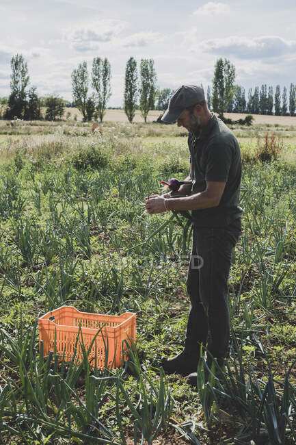 Фермер, що стоїть у полі, тримає свіжо підібрану червону цибулю . — стокове фото