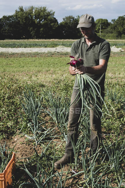 Agricultor de pé em um campo segurando cebolas vermelhas recém-colhidas. — Fotografia de Stock