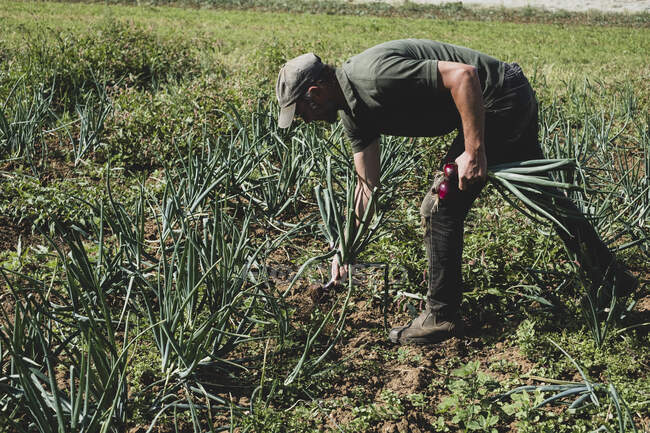 Фермер стоїть у полі, збирає червону цибулю . — стокове фото