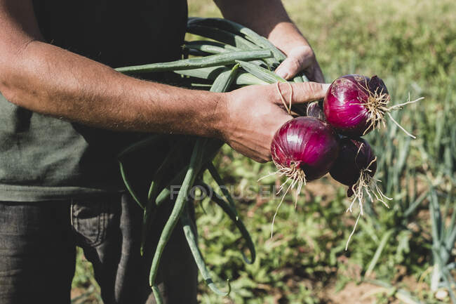 Farmer standing in a field holding freshly picked red onions. — Stock Photo