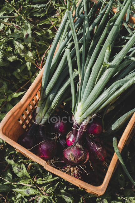 High angle close up of orange plastic crate with freshly picked red onions. — Stock Photo