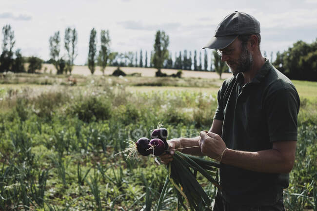 Agricultor parado en un campo sosteniendo cebollas rojas recién recogidas. - foto de stock