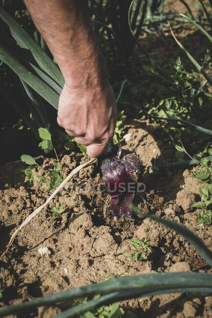 High angle close up of farmer harvesting red onion. — Stock Photo