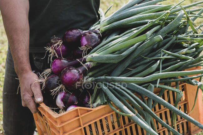 Close up of farmer holding orange plastic crate with freshly picked red onions. — Stock Photo