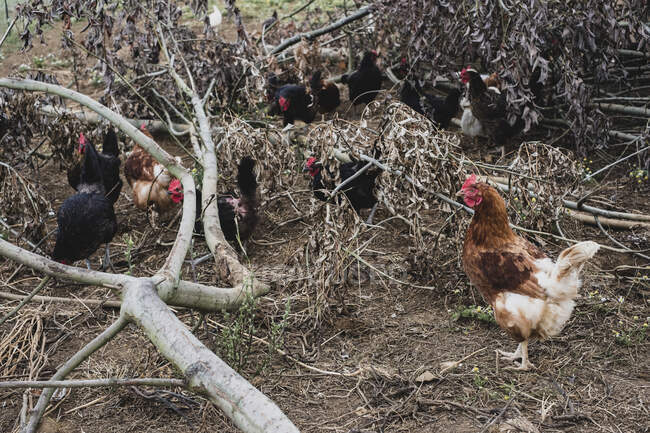 Rebanho de galinhas pretas e marrons bicando entre galhos de árvore caída. — Fotografia de Stock